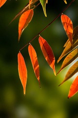 DSC06986.jpg