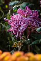 DSC06954.jpg