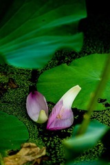 DSC02492.jpg