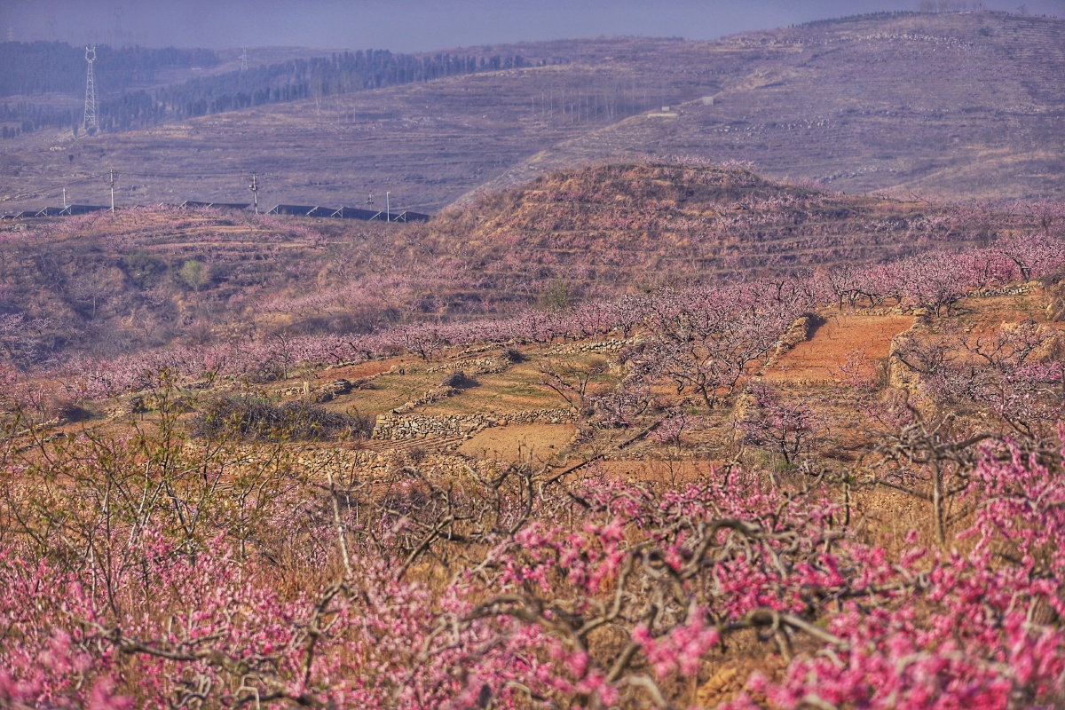 蒙阴岱崮桃花盛开