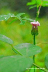 花语
