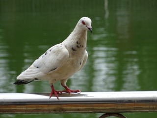 14617