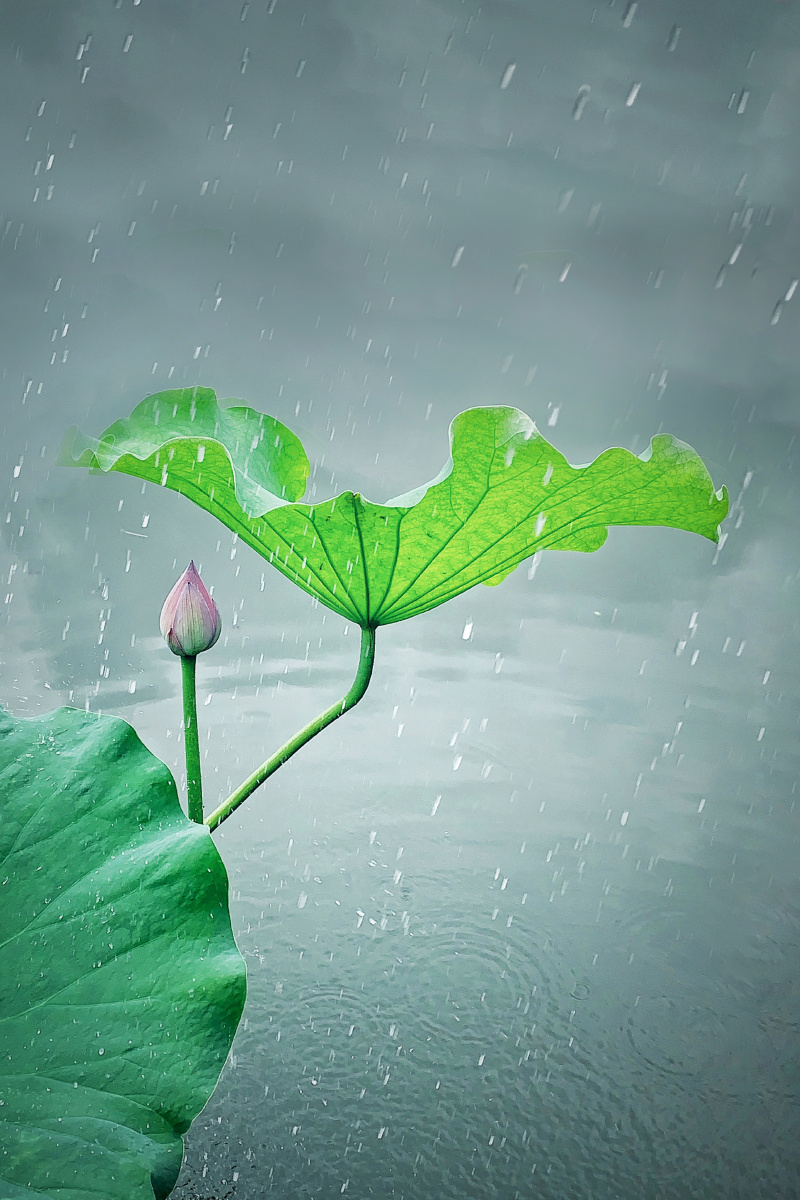 夏雨风荷