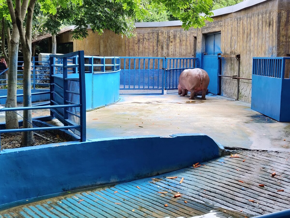海南山猪养殖基地,养殖野猪一年可长60到80斤有消费市场