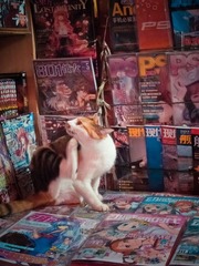 杂志店的猫2