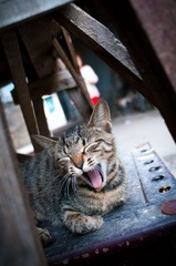打哈欠的猫