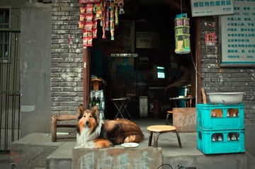 小店的狗