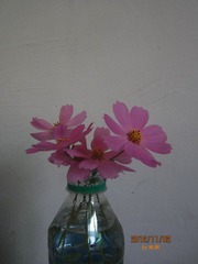 IMG_4783.JPG