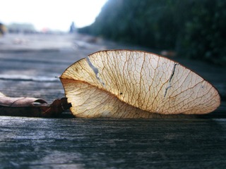 IMG_5301.JPG