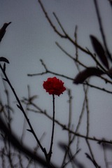 1000030244