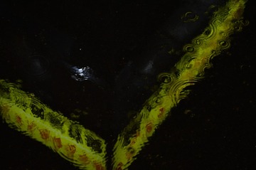 1000001657