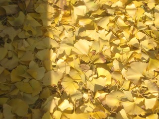 1000003716