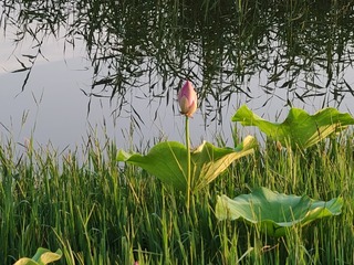 11004