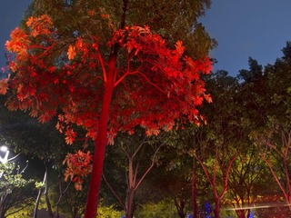 DSCN05291.jpg