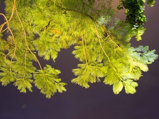 DSCN05972.jpg