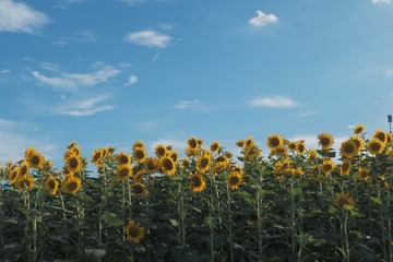DSCF7538