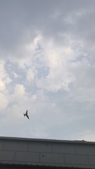 1000031743