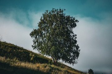 1000018006