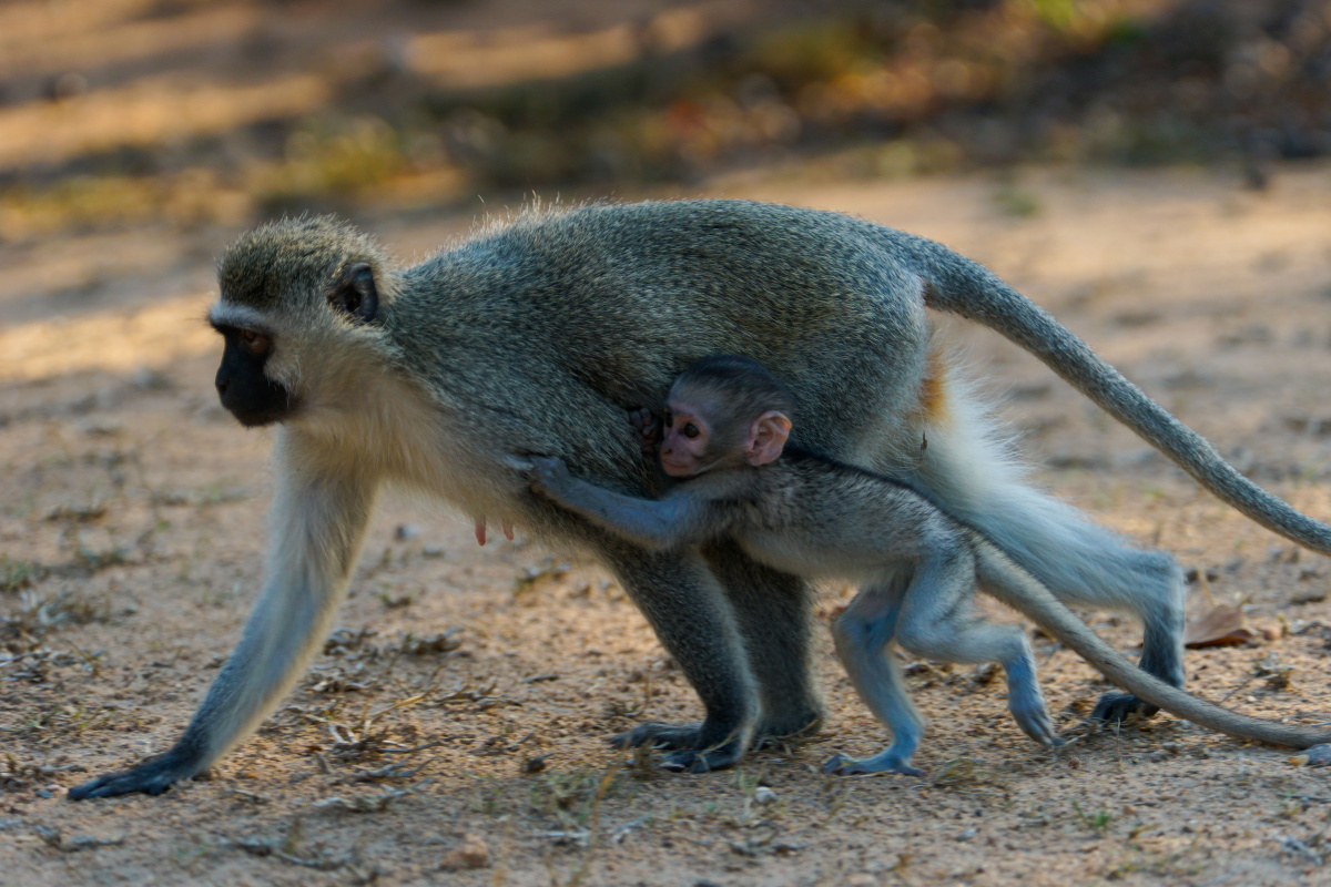南非克鲁格的猴子