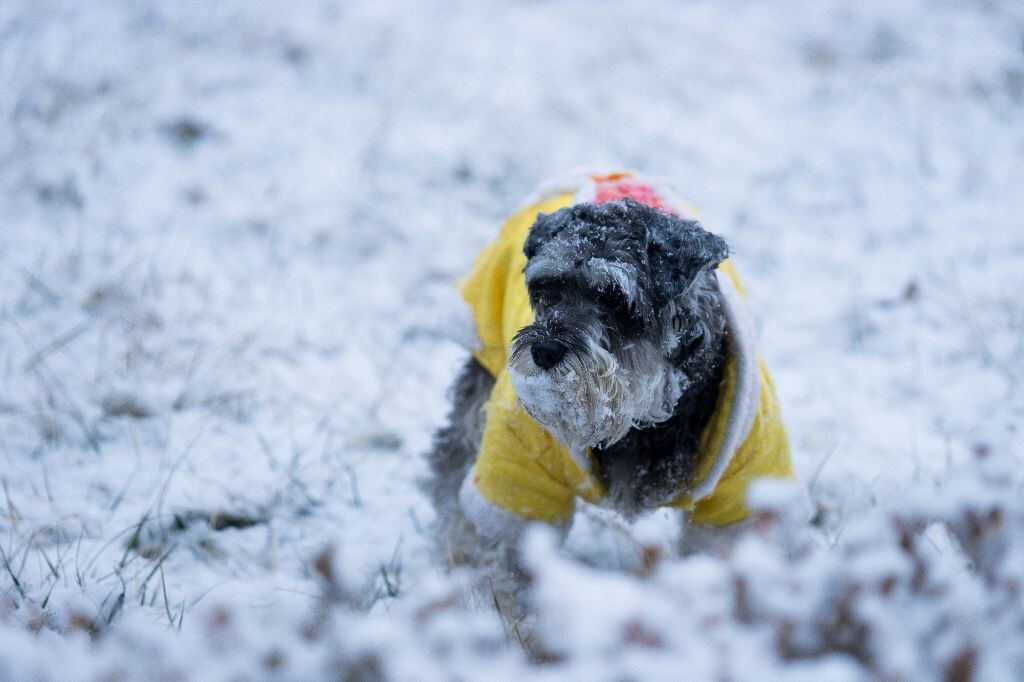 雪中的elle<br />
今早醒来发现楼下已经铺了满满的一层雪，于是带着elle下来放风。这孩子见到雪后那叫一个开心，迎着雪到处狼蹿，弄得自己全身是雪。自从把这孩子送到爸妈这养之后，跟她在一起的时间就少了，短暂的相聚后很快又要离别，有些小不舍。