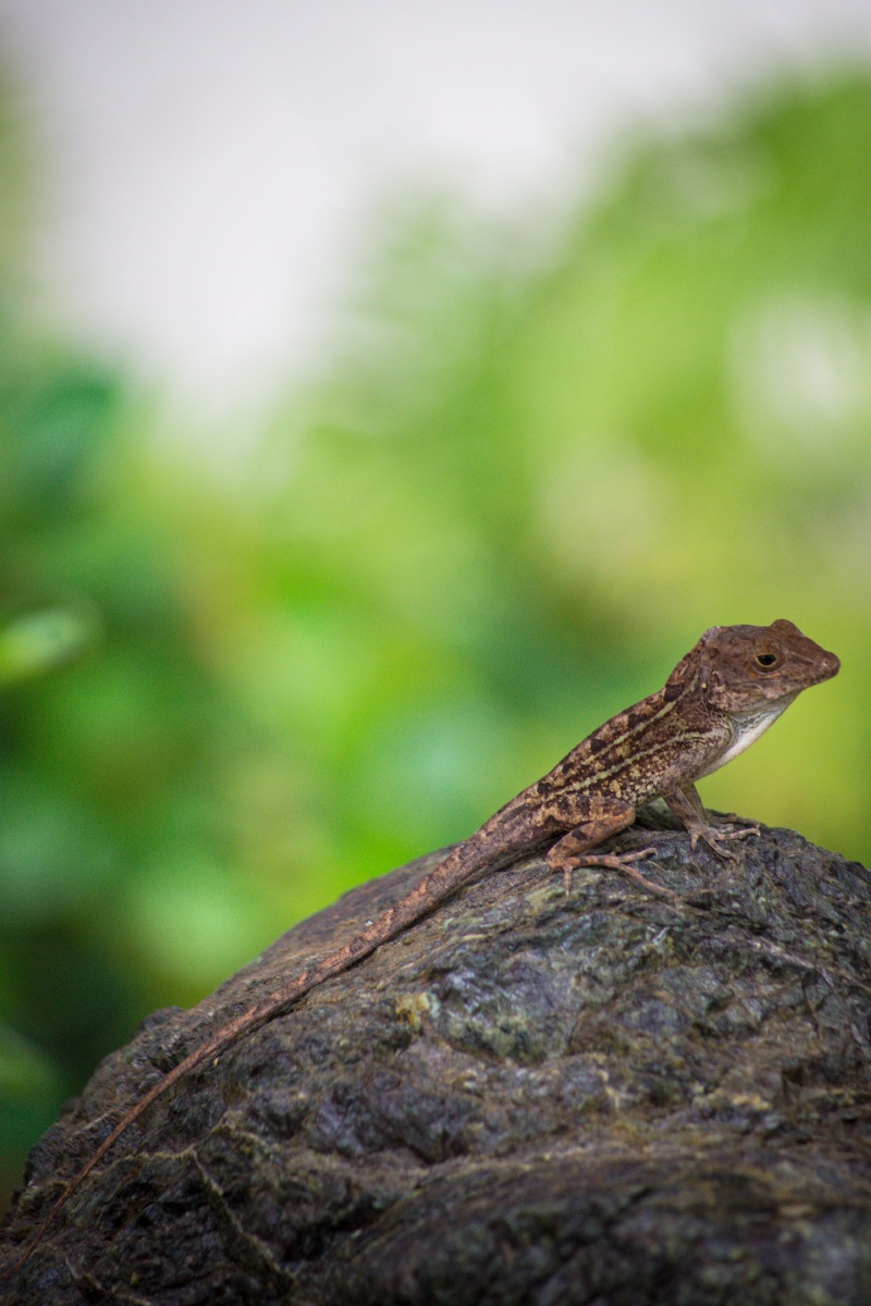 文艺犯的小壁虎 br />