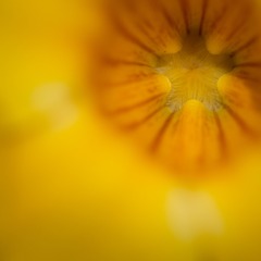 黄花2.jpg