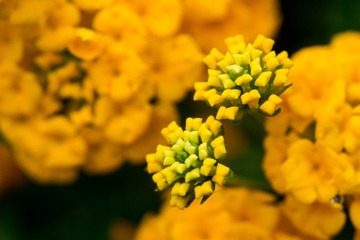 小花1.jpg