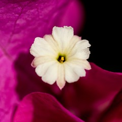 紫花3 (2).jpg