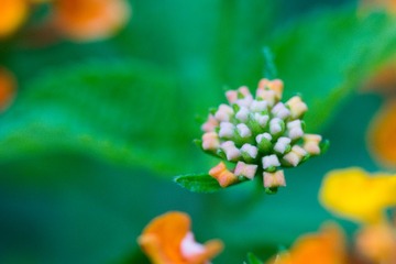 小花.jpg