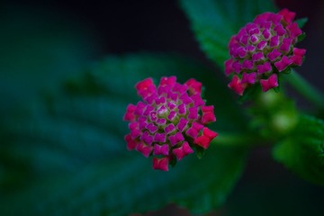 小花3.jpg
