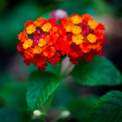 黄花04.jpg