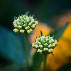 小花2.jpg