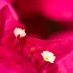 紫花2.jpg