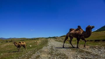 骆驼队5.jpg