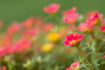 花.jpg