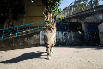 猫爷2