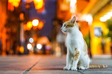 猫猫3