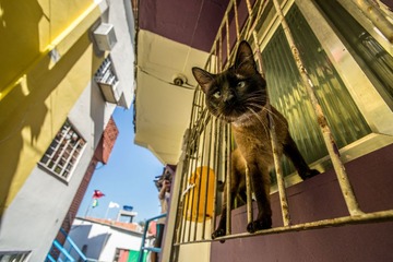 贫民窟的猫咪