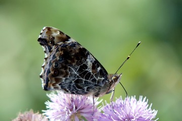 C12Q2085