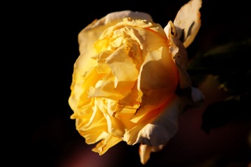 C12Q7692