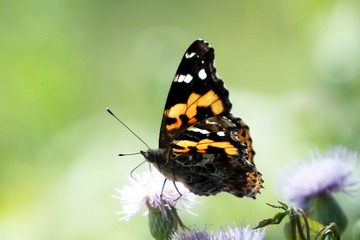 C12Q2057