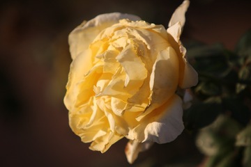 C12Q7697