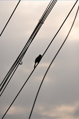 1000031041