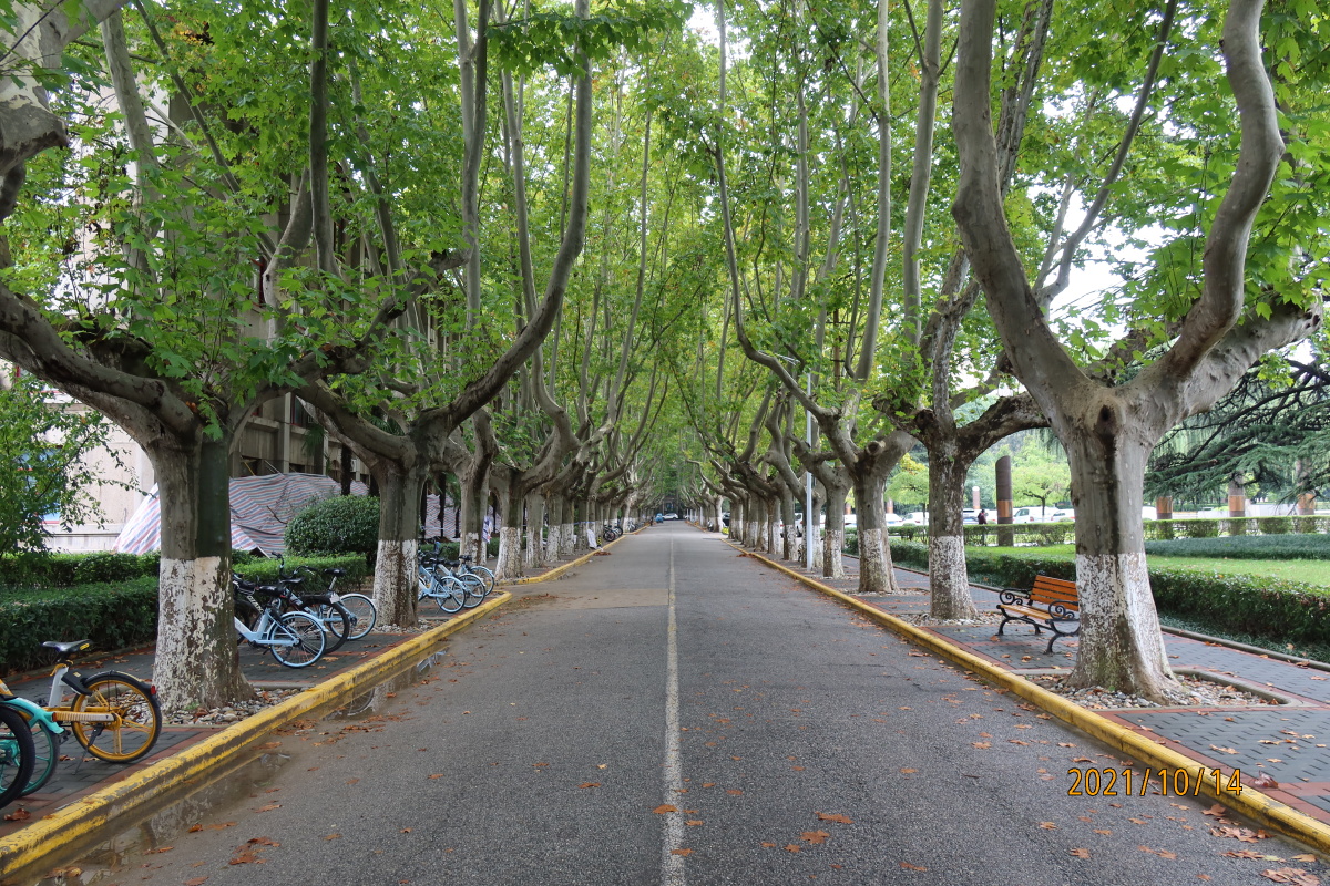 梧桐叶落正秋时西安交大