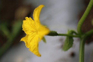 554145