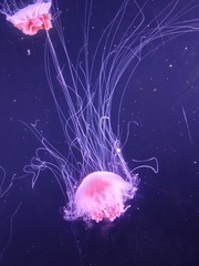 1000002178