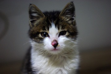 猫