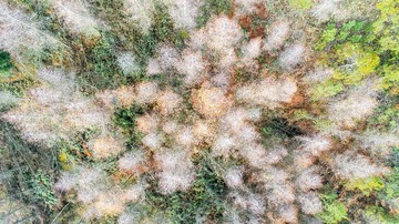 DJI_0017-