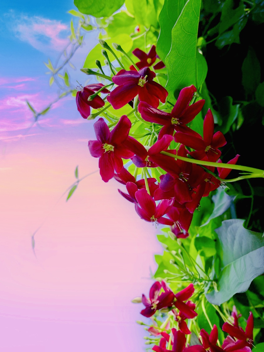 清晨的新花怒放