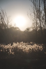 DSCF9726